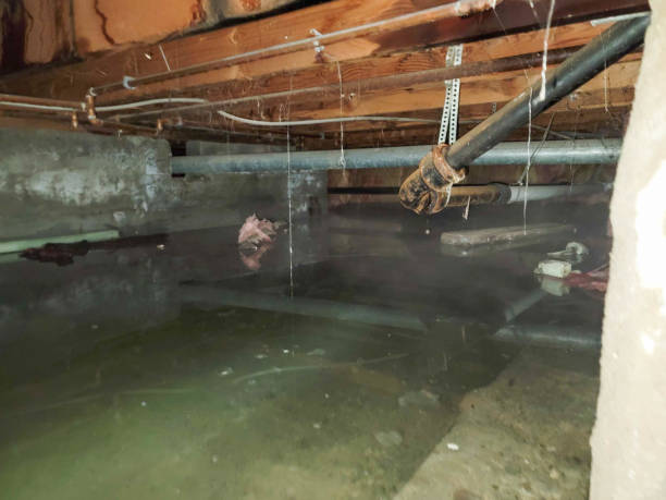 Best Mold removal after water damage  in Mathis, TX